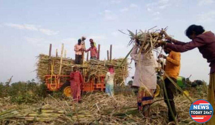 स्व. गोपीनाथराव मुंडे ऊसतोड कामगार कल्याण महामंडळाला  कामगार कल्याण निधी मिळण्याबाबत शासन निर्णय जारी