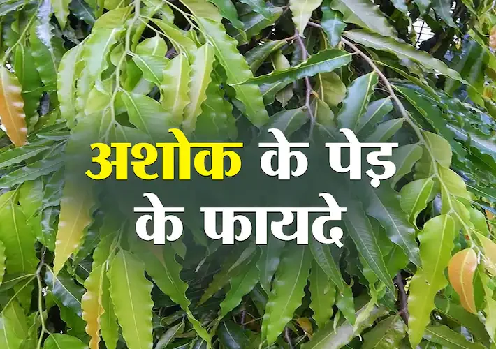 औषधीय गुणों से भरपूर है अशोक वृक्ष की छाल