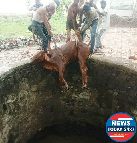 सफाई कर्मचारीयो की सतर्कता से कूवे में गिरे गाय के बछड़े की बची जान