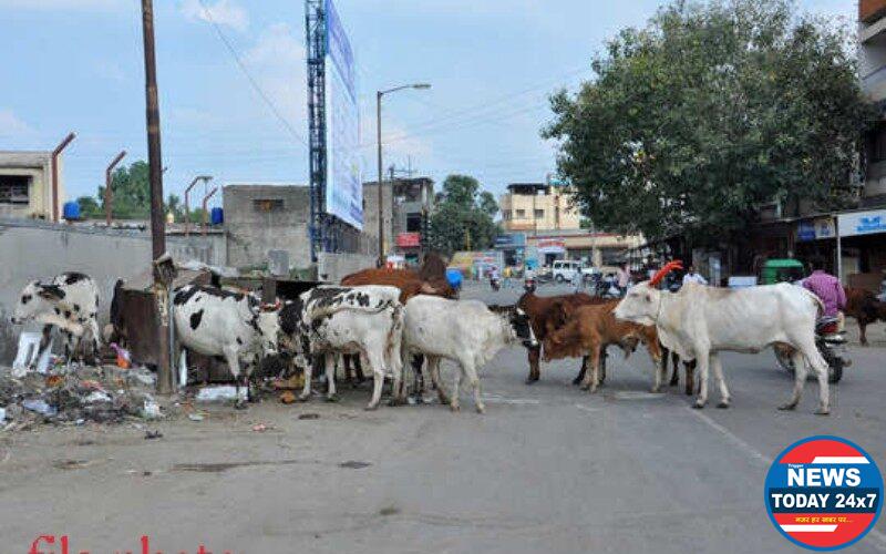 आवारा पशुओं से दुर्घटना की संभावना, सडकों पर भीड नागरिकों के हाल बेहाल 