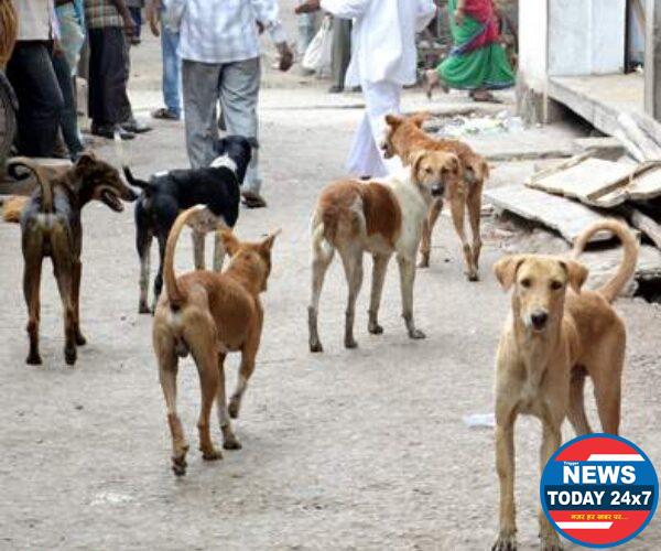 मोकाट कुत्र्याचा पोलीस कर्मचाऱ्याला चावा