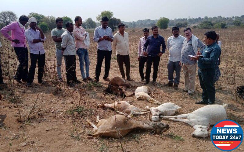 पारडी येथे बिबट्याच्या हल्ल्यात सात बकऱ्या व एक गोरा फस्त..