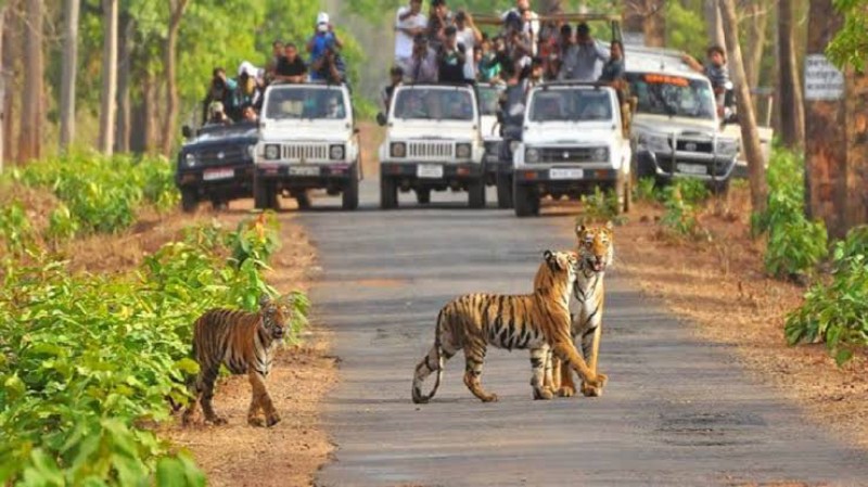 जंगल सफारी को मिलेगा नया लुक मिलेंगे पेट्रोल के वाहन, व्याघ्र प्रकल्पों से मांगी जानकारी