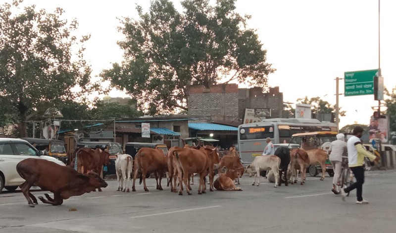 कामठी शहरात मोकाट जनावरांचा मुक्त संचार कायम