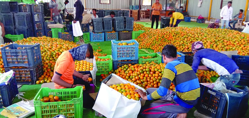 विदर्भाच्या कॅलिफोर्नियातील ठानाठूनी येथील संत्रा उन्नती प्रकल्प रखडला